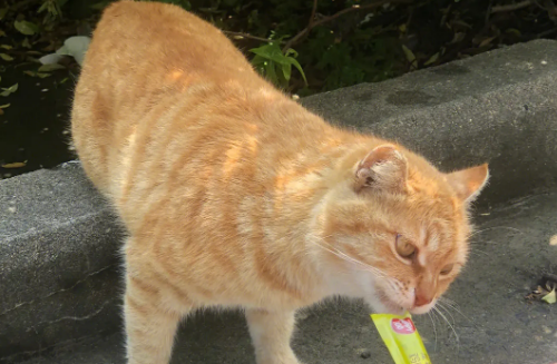 猫多大可以吃猫条