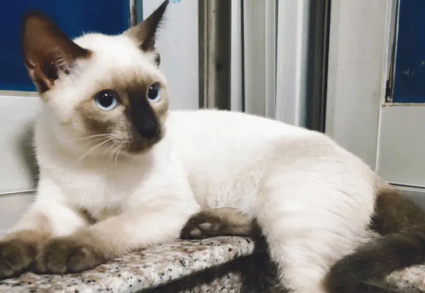 暹罗猫和巴厘猫区别是什么?感兴趣的来看看吧 暹罗猫和巴厘猫区别是什么?感兴趣的来看看吧