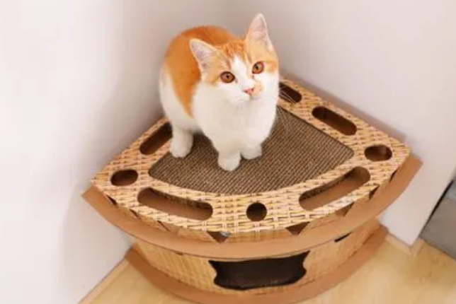 猫抓板作用是什么 猫抓板作用是什么
