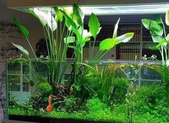 鱼缸里耐寒水草有哪些