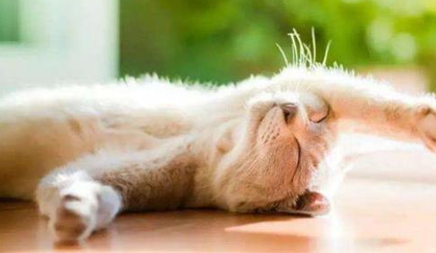 猫长期不见太阳的后果，肯定还有人不知道！