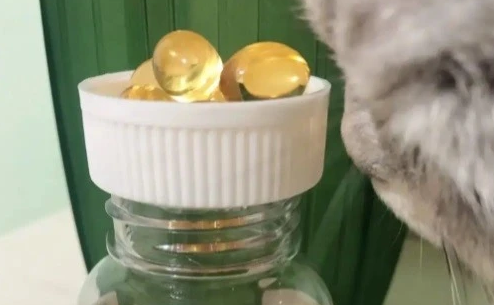 猫咪吃哪款鱼油好