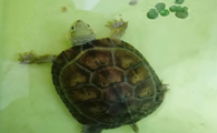 乌龟怎么吃龟粮