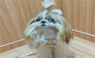 西施犬为什么叫西施犬？来get下吧