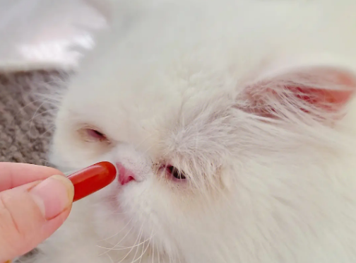 怎么给猫咪吃鱼油
