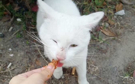 怎么用猫条喂流浪猫