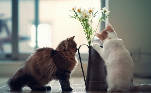 养宠科普:猫要打狂犬疫苗吗? 养宠科普:猫要打狂犬疫苗吗?
