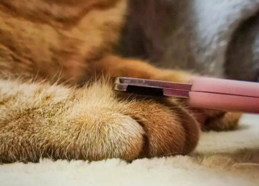 猫咪怎样剪指甲