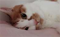 猫离开主人会绝食致死吗?宠主可以了解一下!