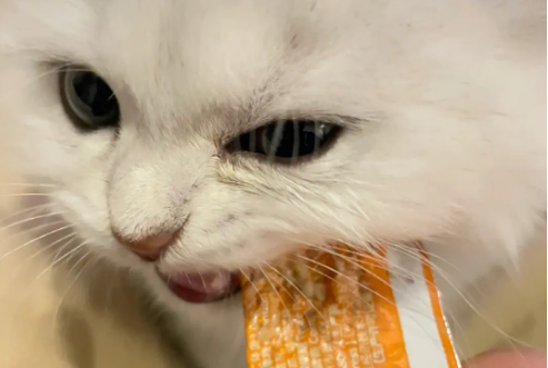 成猫猫条幼猫能吃吗