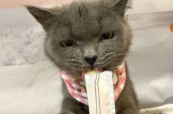 猫条什么牌子好