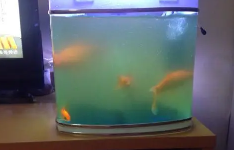 两天鱼缸水就浑了怎么办 两天鱼缸水就浑了怎么办
