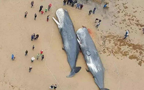 是谁造成?怀孕侏儒抹香鲸搁浅死亡,胃堆满塑料 是谁造成?怀孕侏儒抹香鲸搁浅死亡,胃堆满塑料