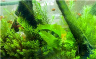 封闭鱼缸可以养水草吗