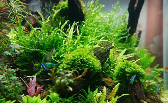 小鱼缸适合养水草