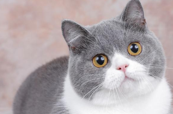 英短与布偶猫生出来是什么？不知道得快看