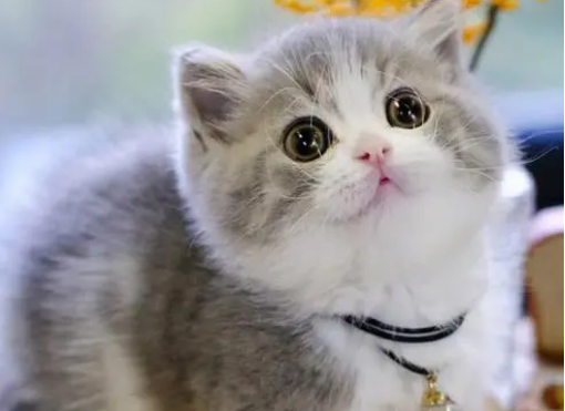 矮脚猫前脚矮后脚高正常吗 矮脚猫前脚矮后脚高正常吗
