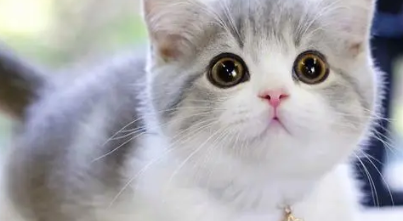 矮脚猫后期有什么病？购买前需知