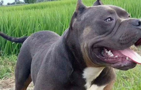 美国恶霸犬哪里有卖