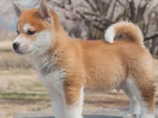 新手推荐柯基还是柴犬？一文告诉你！