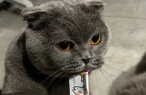 猫瘟可以吃猫条吗