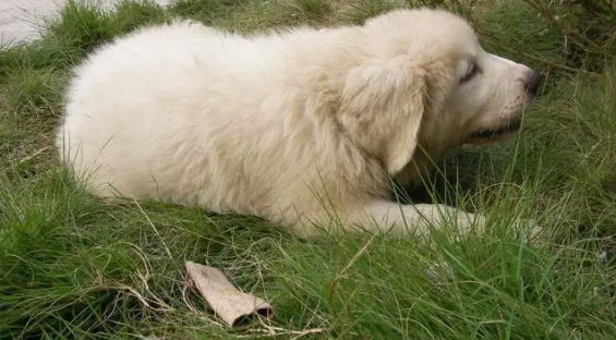 一文带你了解,大白熊犬皮屑太多怎么解决? 一文带你了解,大白熊犬皮屑太多怎么解决?