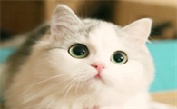 猫为什么爬树爬得那么快？看这篇文章