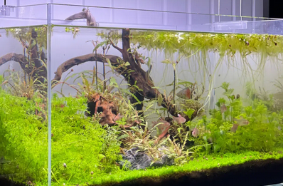 在鱼缸里养水草好吗