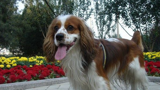 骑士查理王小猎犬牙齿怎么清洁护理方法 骑士查理王小猎犬牙齿怎么清洁护理方法
