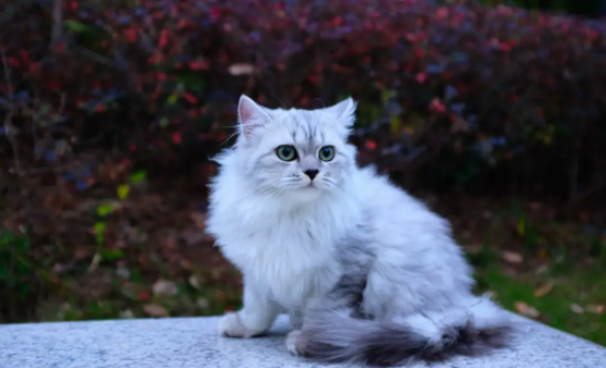 西伯利亚猫一只多少钱?该怎么饲养? 西伯利亚猫一只多少钱?该怎么饲养?