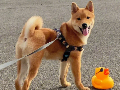 新手推荐柯基还是柴犬？一文告诉你！