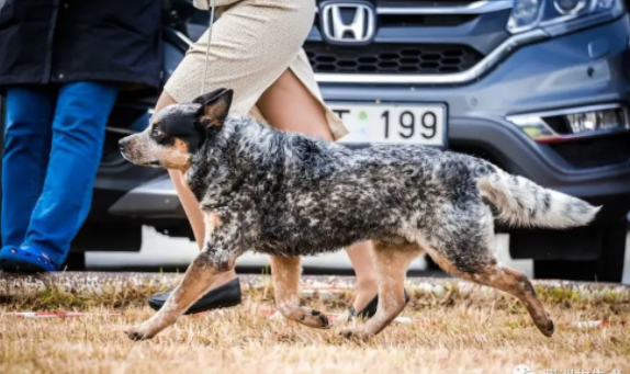 狗狗科普：澳洲牧牛犬怎么训练得好？