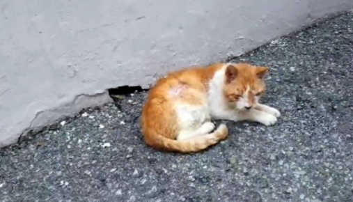 流浪猫赖门口不离开,获救后露出软肋,原来..... 流浪猫赖门口不离开,获救后露出软肋,原来.....