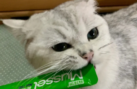 一天给猫咪吃多少猫条