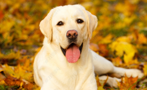 为什么不能养拉布拉多犬?具体原因是什么呢? 为什么不能养拉布拉多犬?具体原因是什么呢?