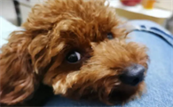 泰迪幼犬什么时候体内驱虫