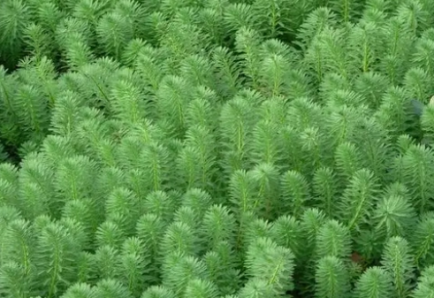 溪流缸种什么水草 溪流缸种什么水草