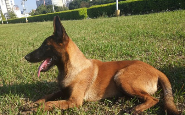 马犬聪明吗?有必要了解一下 马犬聪明吗?有必要了解一下
