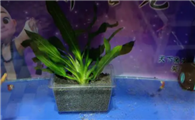 小鱼缸怎么种植水草