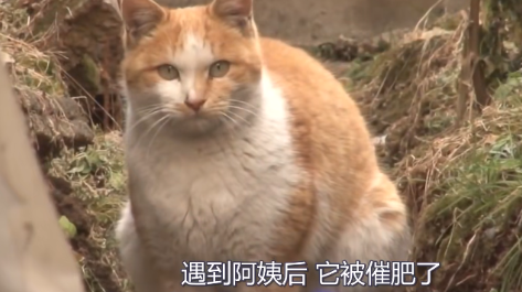 橘猫偷盗上千只手套,得知真相后网友感动落泪! 橘猫偷盗上千只手套,得知真相后网友感动落泪!