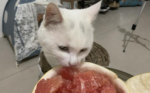 一文带你了解，猫能不能吃柚子？