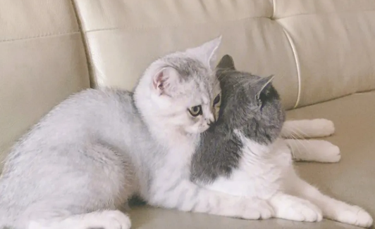 猫怎么配种？生物都具有配种的天赋