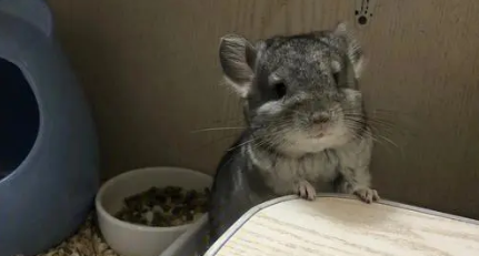 龙猫吃仓鼠粮吗 龙猫吃仓鼠粮吗