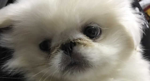 猫咪感冒喂点什么药