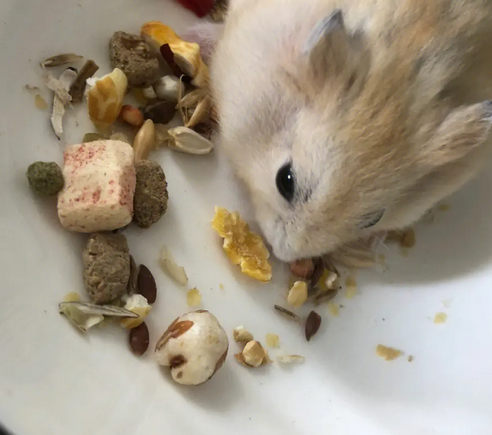 什么样的仓鼠粮好