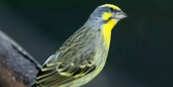 金青鸟笼底需要放沙吗?饲主需知