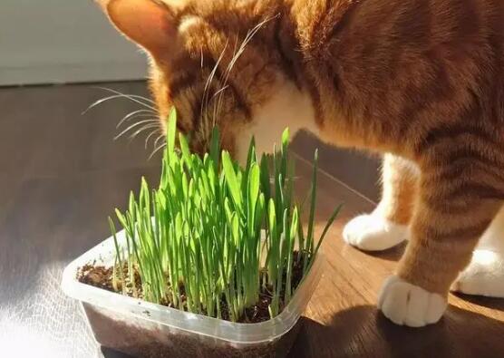 猫草用大麦好还是小麦好 猫草用大麦好还是小麦好