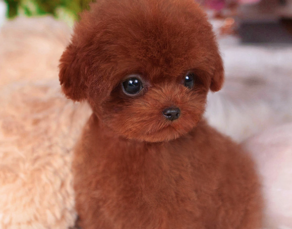 哪有茶杯犬卖