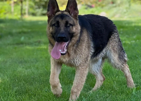 德国牧羊犬尿道见血几天可以配种？不了解的来瞧瞧。