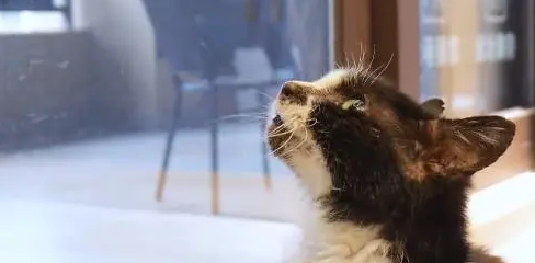 垂暮猫咪不停用头蹭着小哥 垂暮猫咪不停用头蹭着小哥